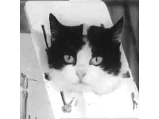 استضافة حيوانات وطيور وزواحف