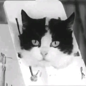 astdaf-hyoanat-otyor-ozoahf-big-0